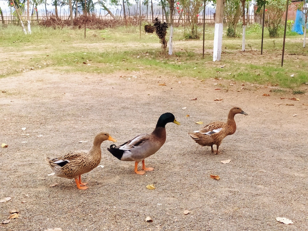 Estuarine Village Resort