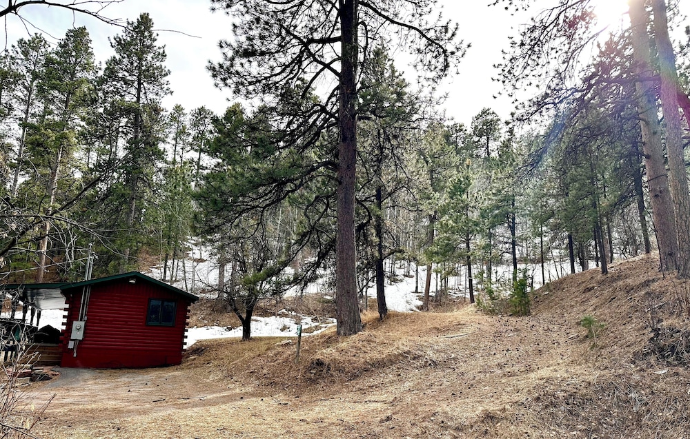 Ponderosa Pines