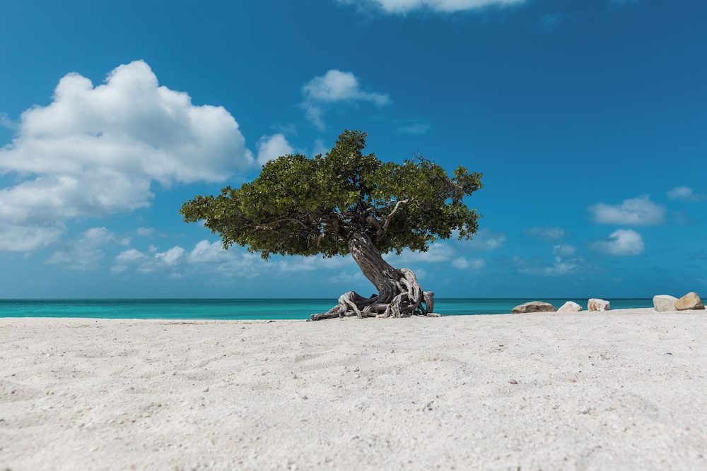 Aruba's Life 117