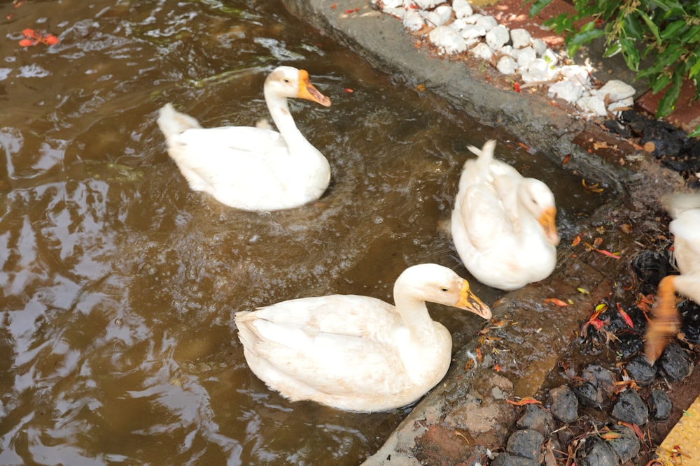 Pune Vacations - Heritage View Resort Rajgad - Property Image 17