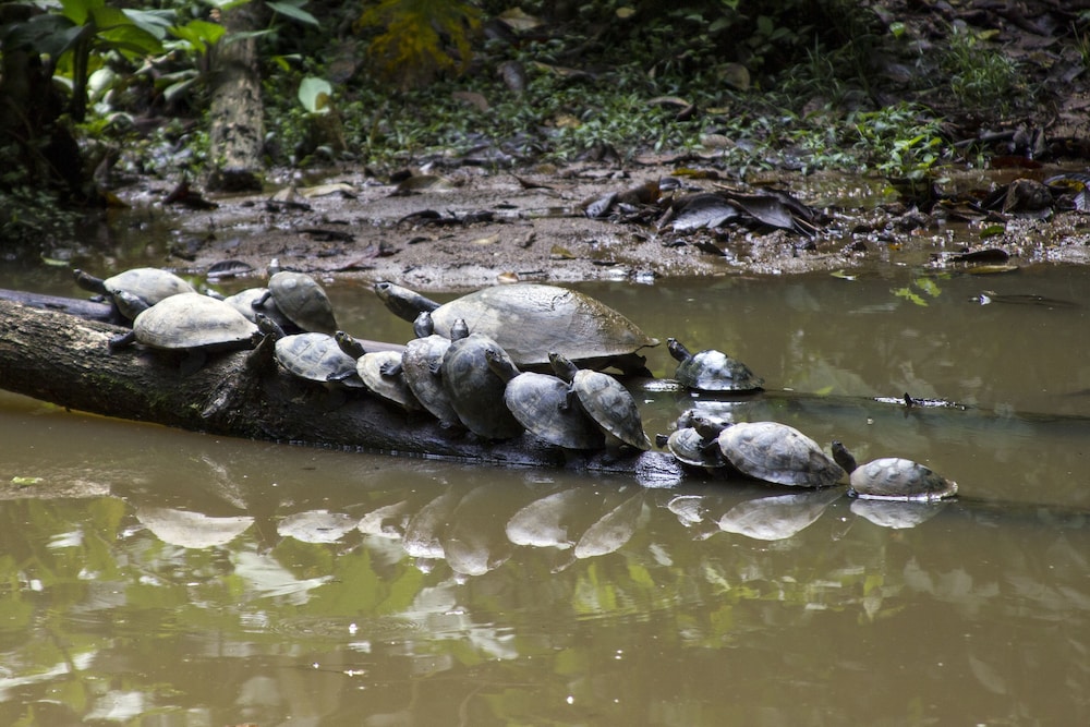 Grand Selva Lodge & Tours