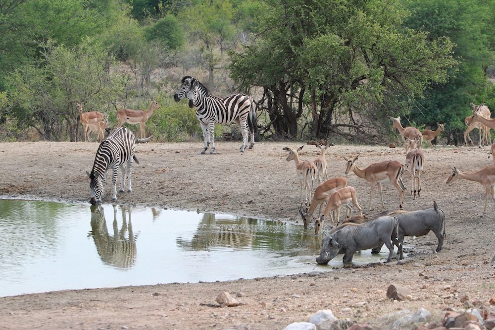 Makumu Private Game Lodge
