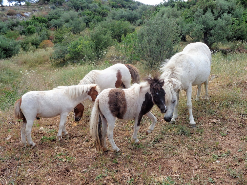 Menina Farm