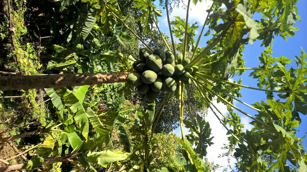 Cocotier Du Rocher