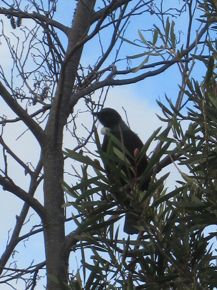 Photo 41