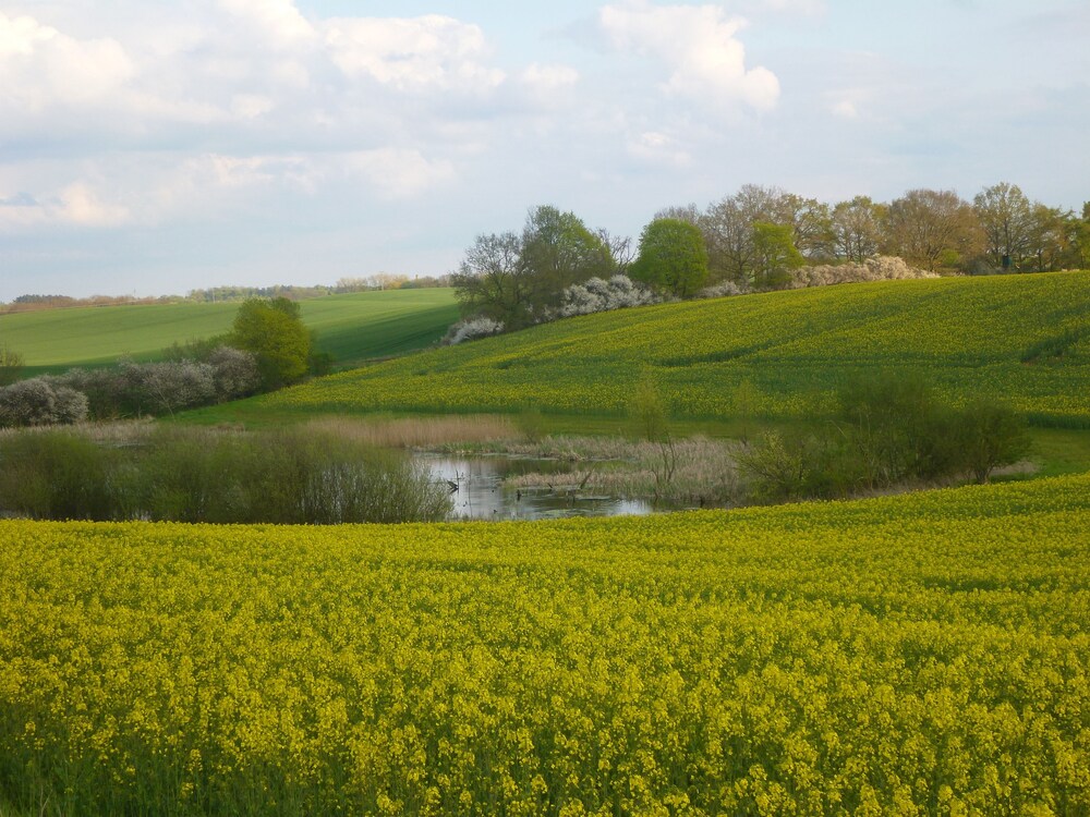 Das Haus am Teich
