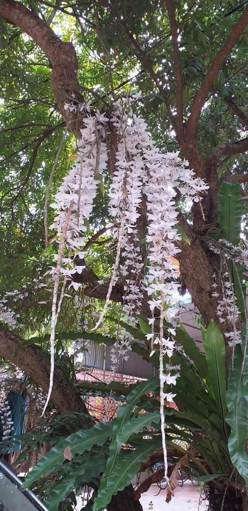 Linh Soi Homestay - Hostel