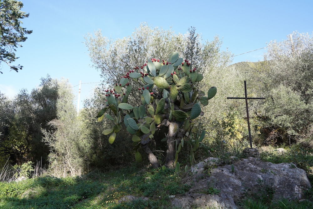 Photo 50