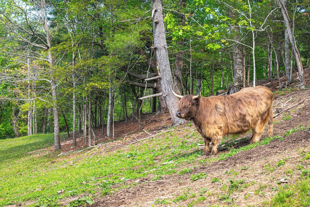 On Farm: Charming Hendersonville Retreat!