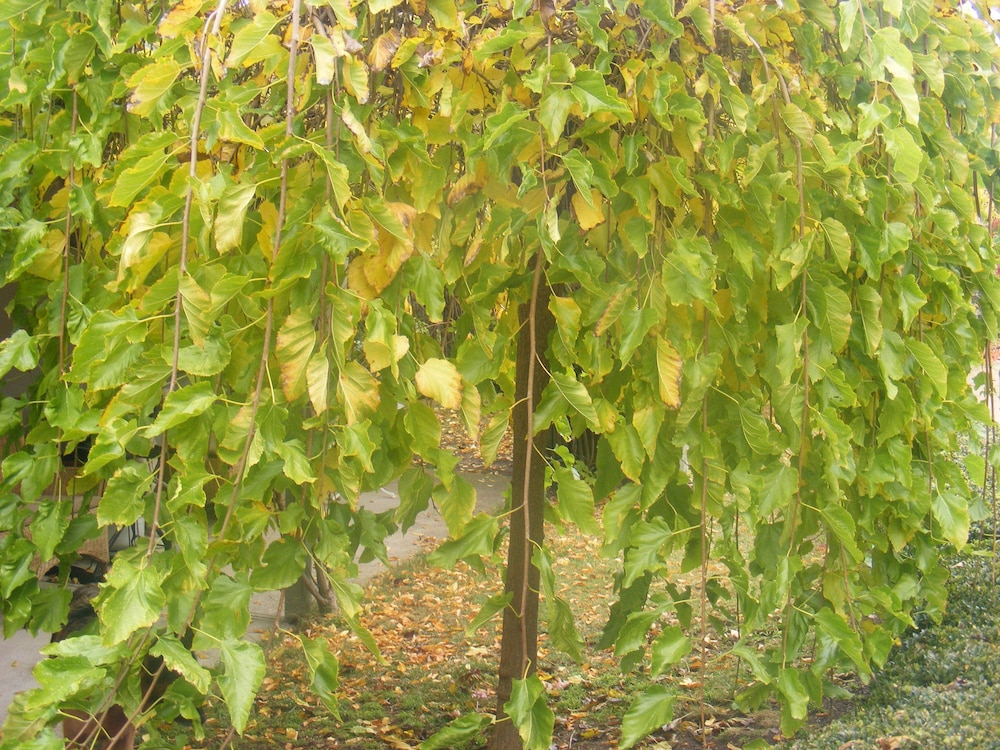 Weeroona