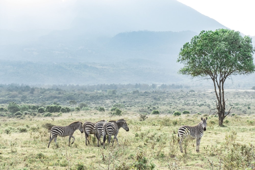 Hatari Lodge