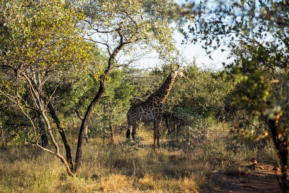 Room in Guest Room - Mmakuba Private Game Lodge, Deluxe Chalet 8B