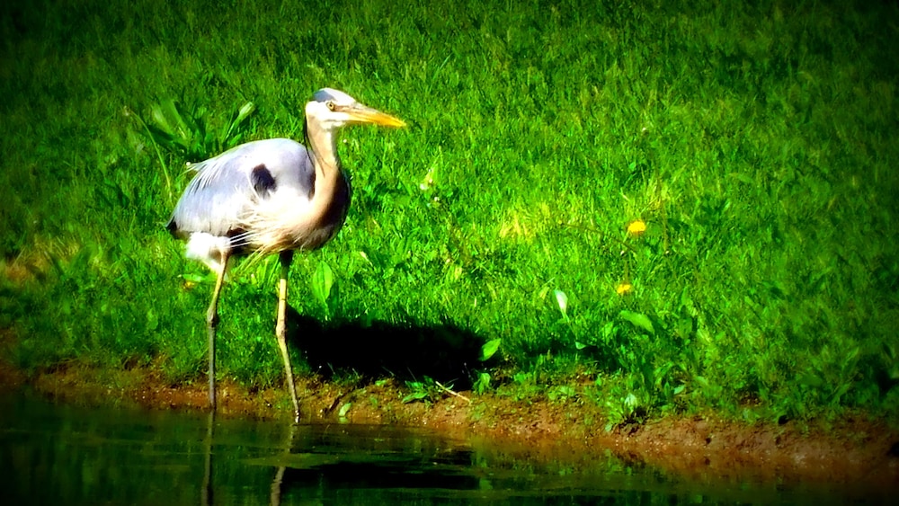 Evonne's Sharing House - Property Image 22