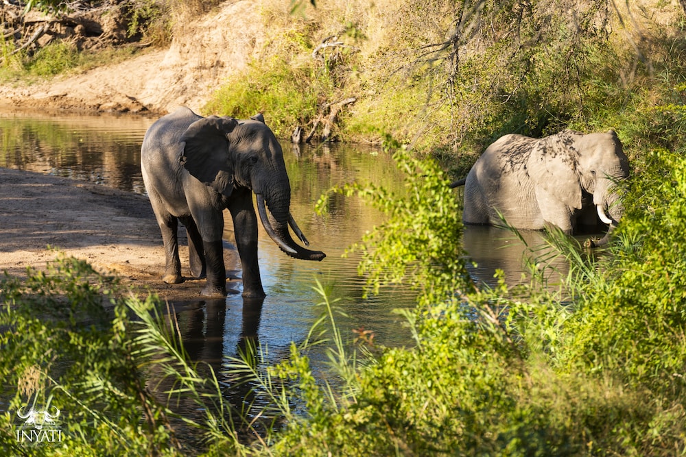Inyati Game Lodge