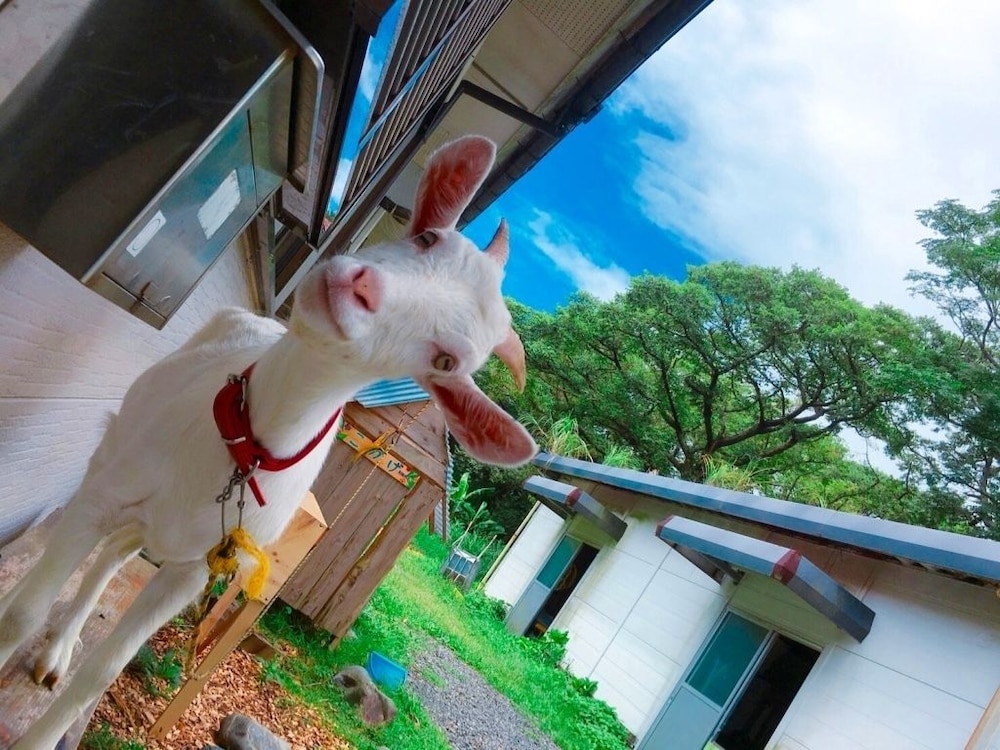 Yakushima Guesthouse Suginoko