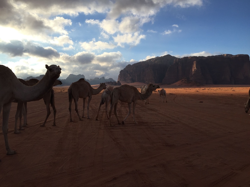 Bedouin Host Camp
