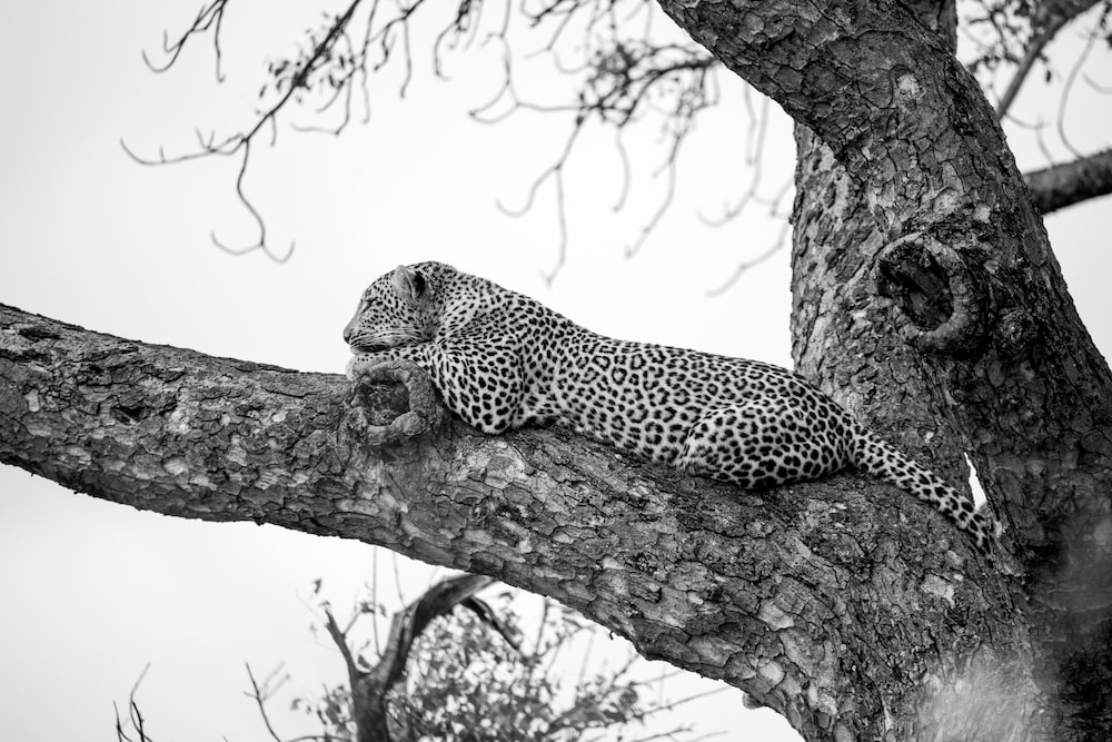 aha Skukuza Safari Lodge