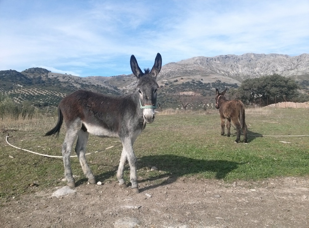 Cortijo El Llano