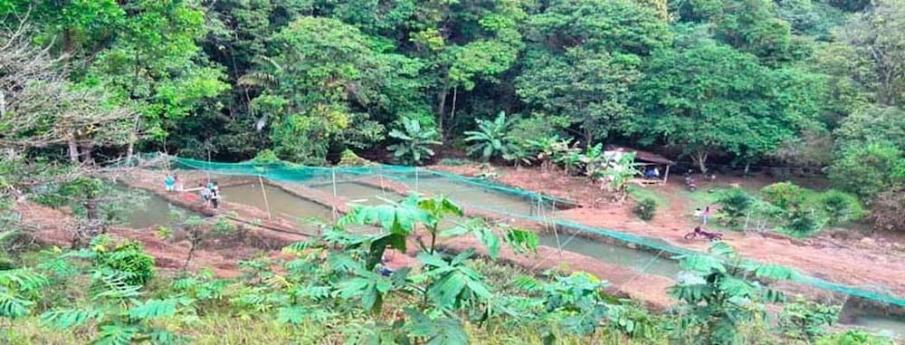 Vanilla Jungle Lodge - Bed & Breakfast