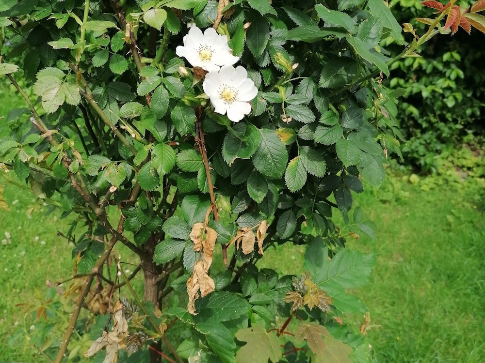 Photo 43