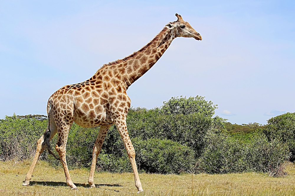 Molo Molo Game Reserve