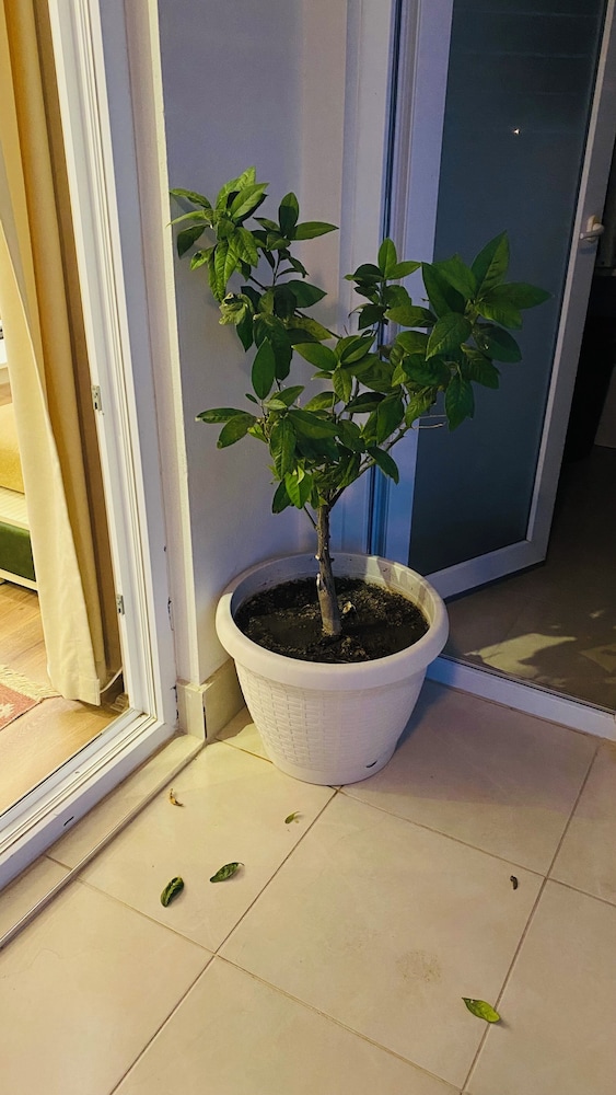 Photo 36