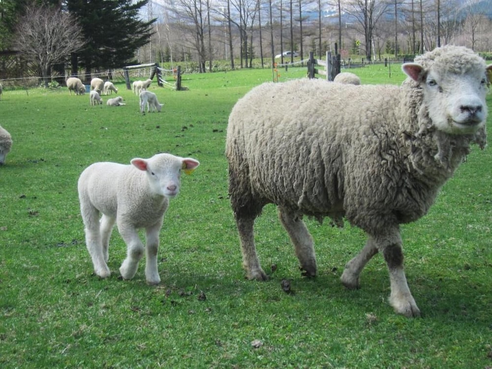 Yorkshire Farm