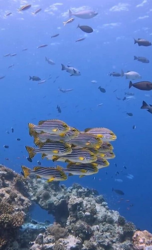 Bibee Maldives