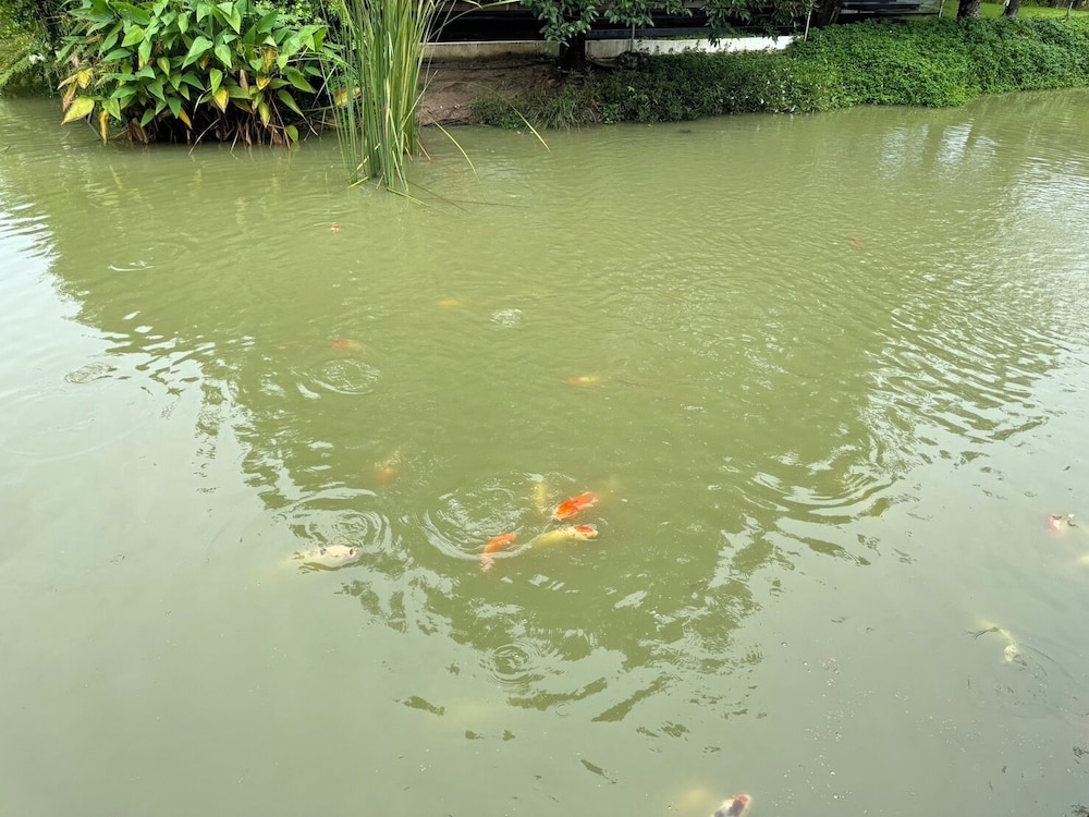 Photo 43
