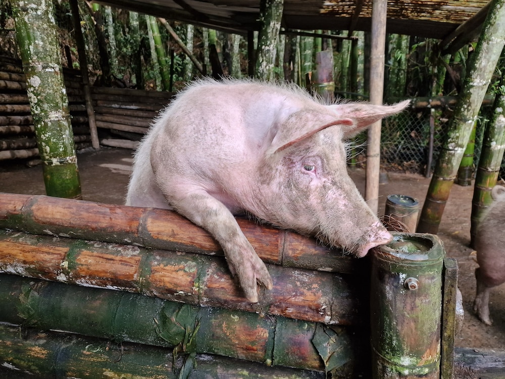 Casa Tien