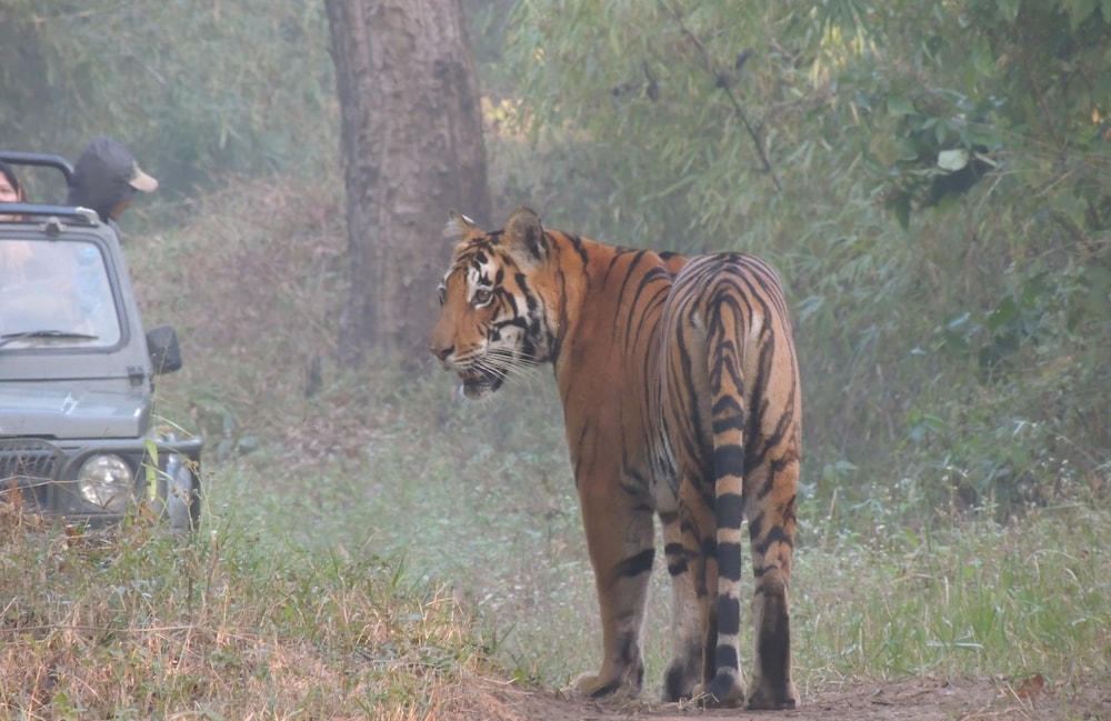 Windsor Tiger Resort
