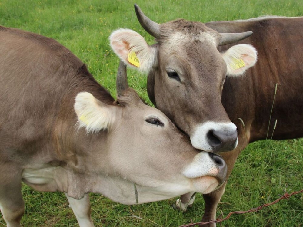 other
