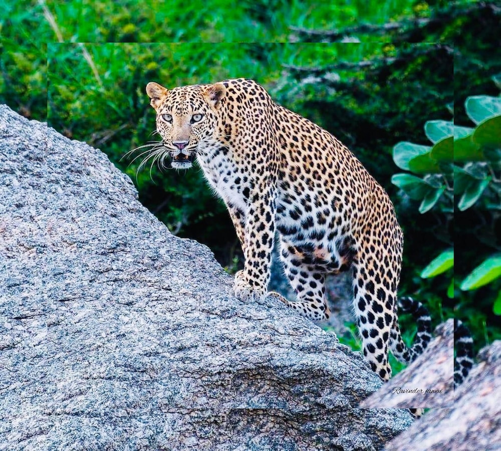 Ridge Aravalli - A Luxury Valley View Resort in Ranakpur