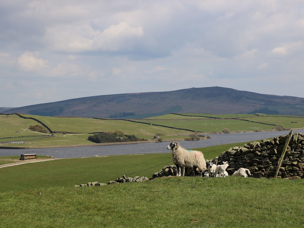 Crane Field Laithe