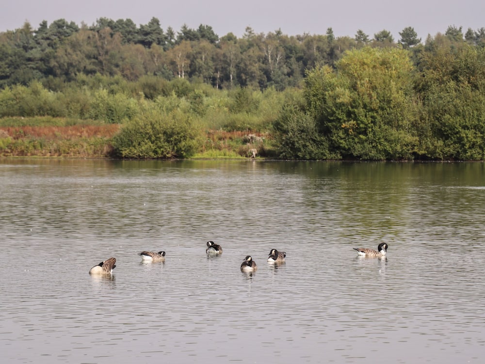 35 Delamere Point