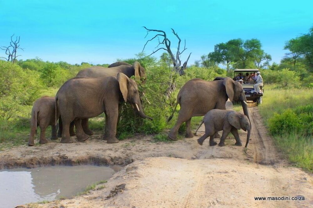 Masodini Private Game Lodge
