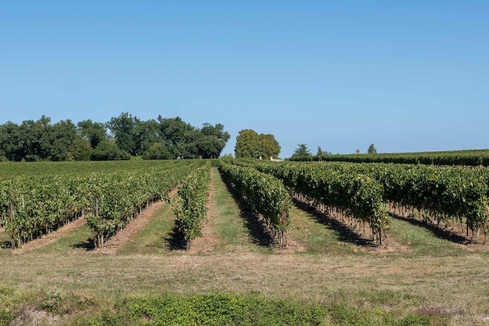 L'îlot Vignes