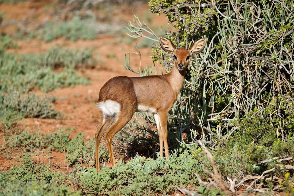 Buffelsdrift Game Lodge view 2