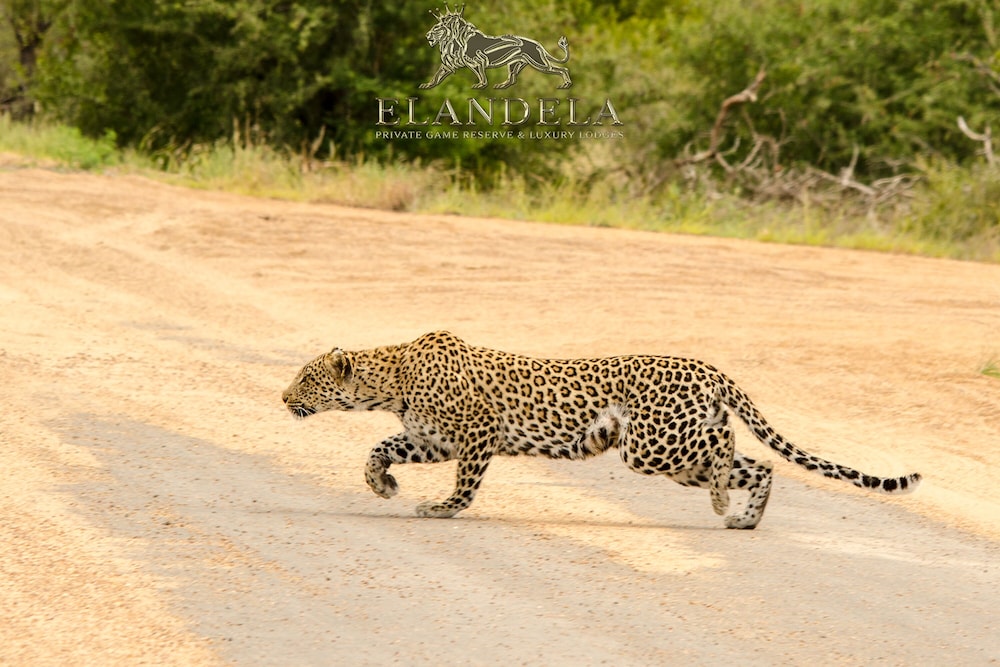 Elandela Private Game Reserve & Luxury Lodge