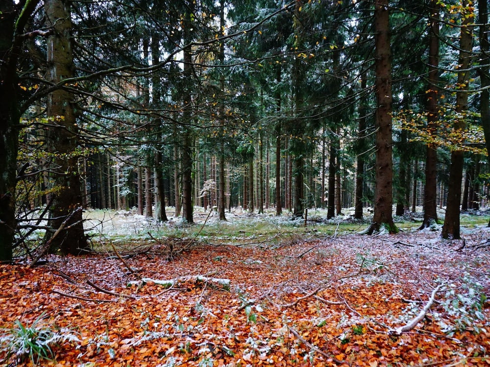 Exclusive Group House in Winterberg in the Forest