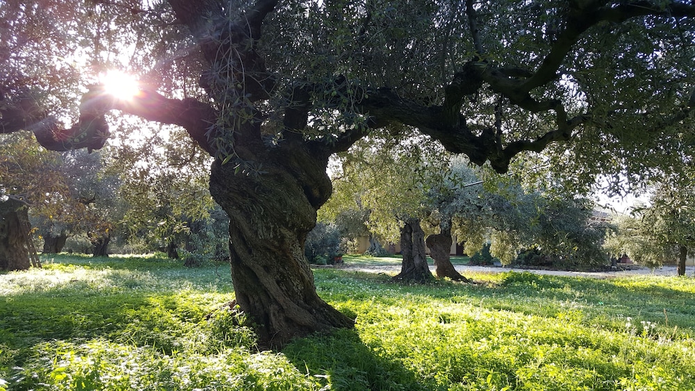 House Surrounded by Olive Trees photo 5