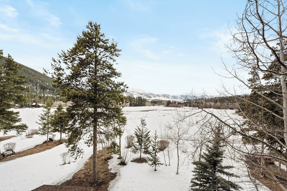 Pines #2163