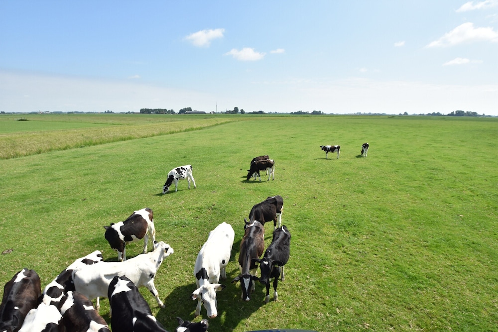 Farm Located in a Beautiful Area of Friesland view 2