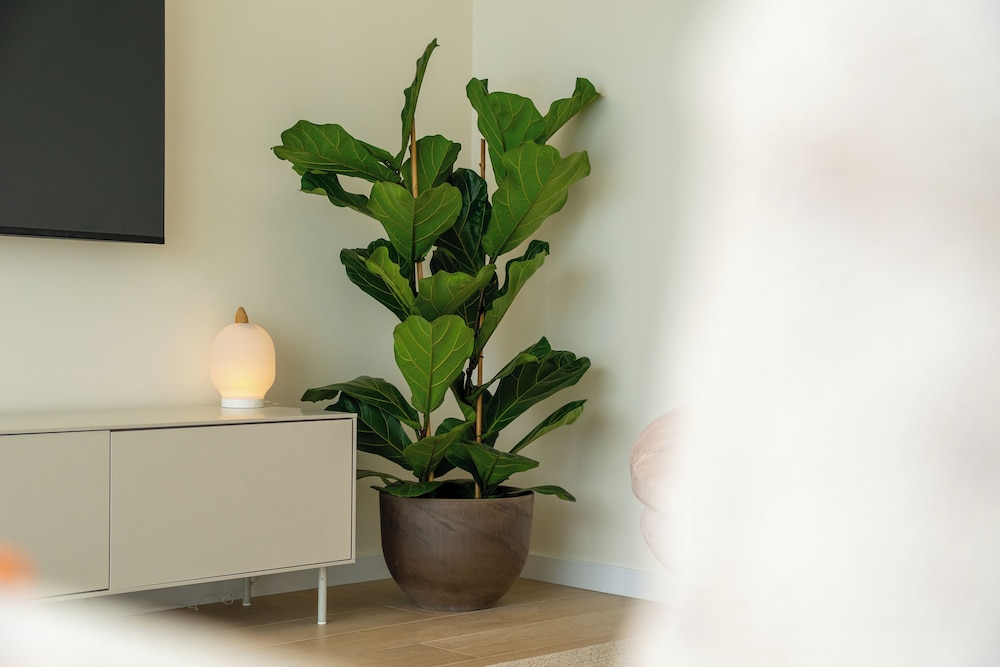 Eco Faja Villas
