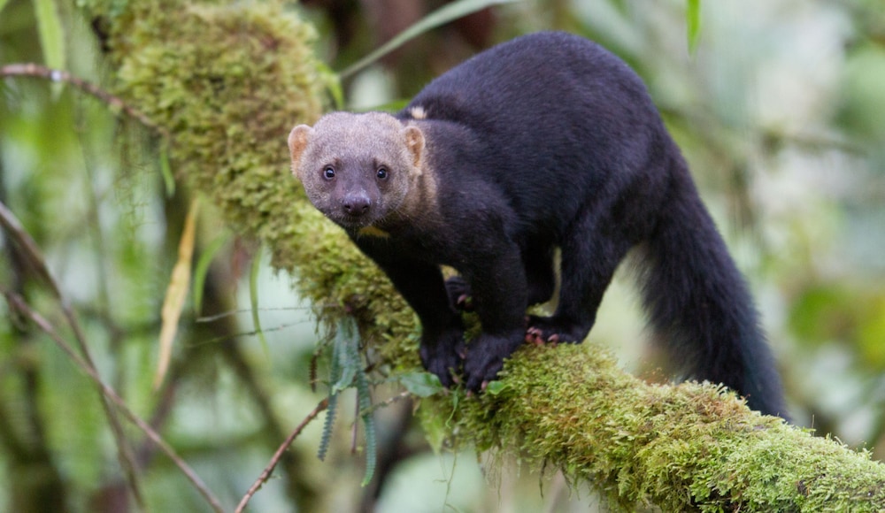 Bellavista Cloud Forest Reserve & Lodge