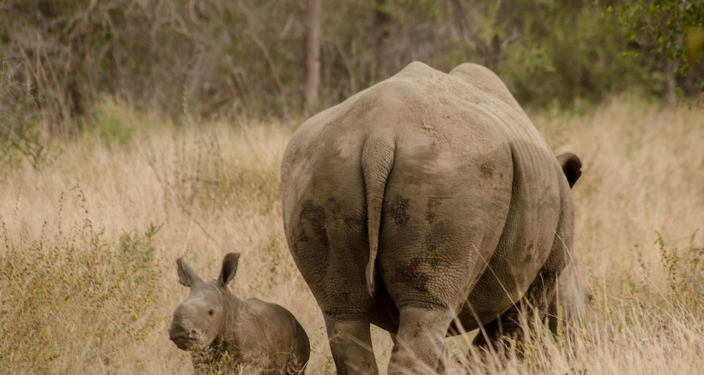 Elandela Private Game Reserve & Luxury Lodge