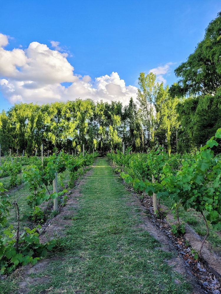 Finca La Saucina