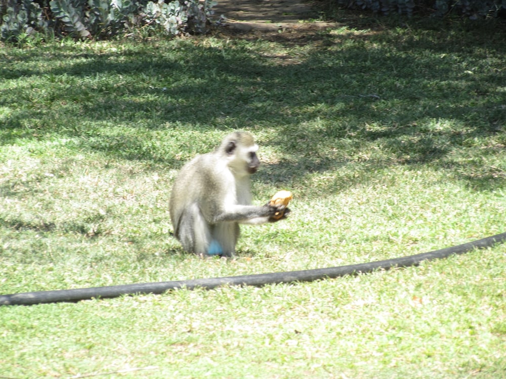 Amanzimlotzi Riverside Bush Camp view 3