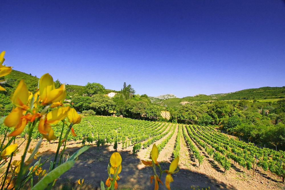 Château Haut Gléon