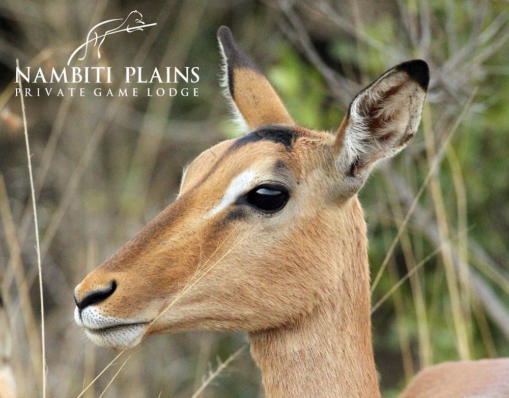 Nambiti Plains Private Game Lodge